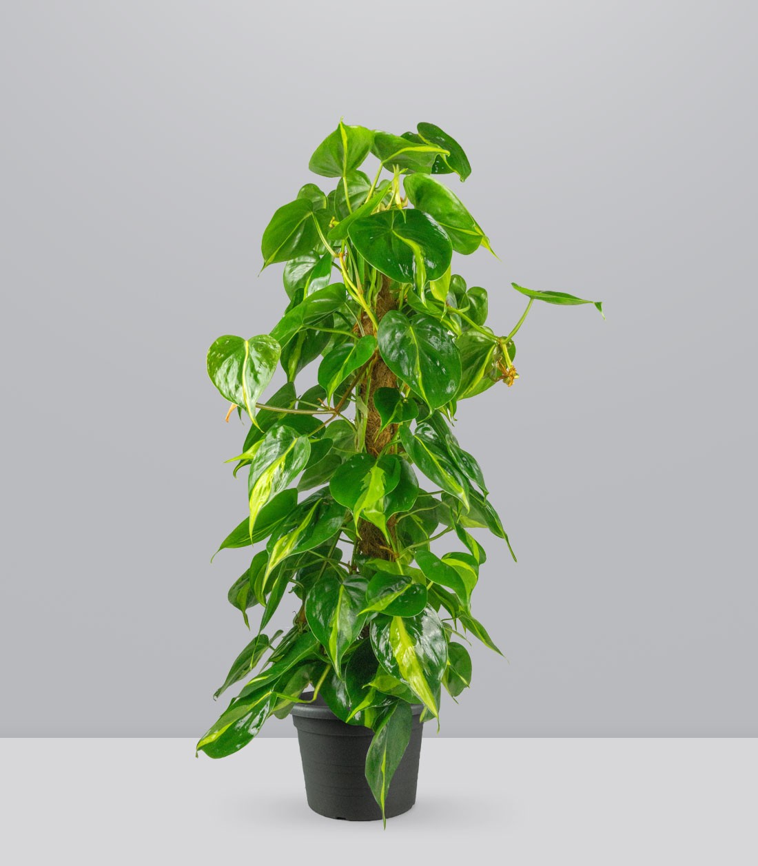 Filodendro Scandens Brazil | 90 cm