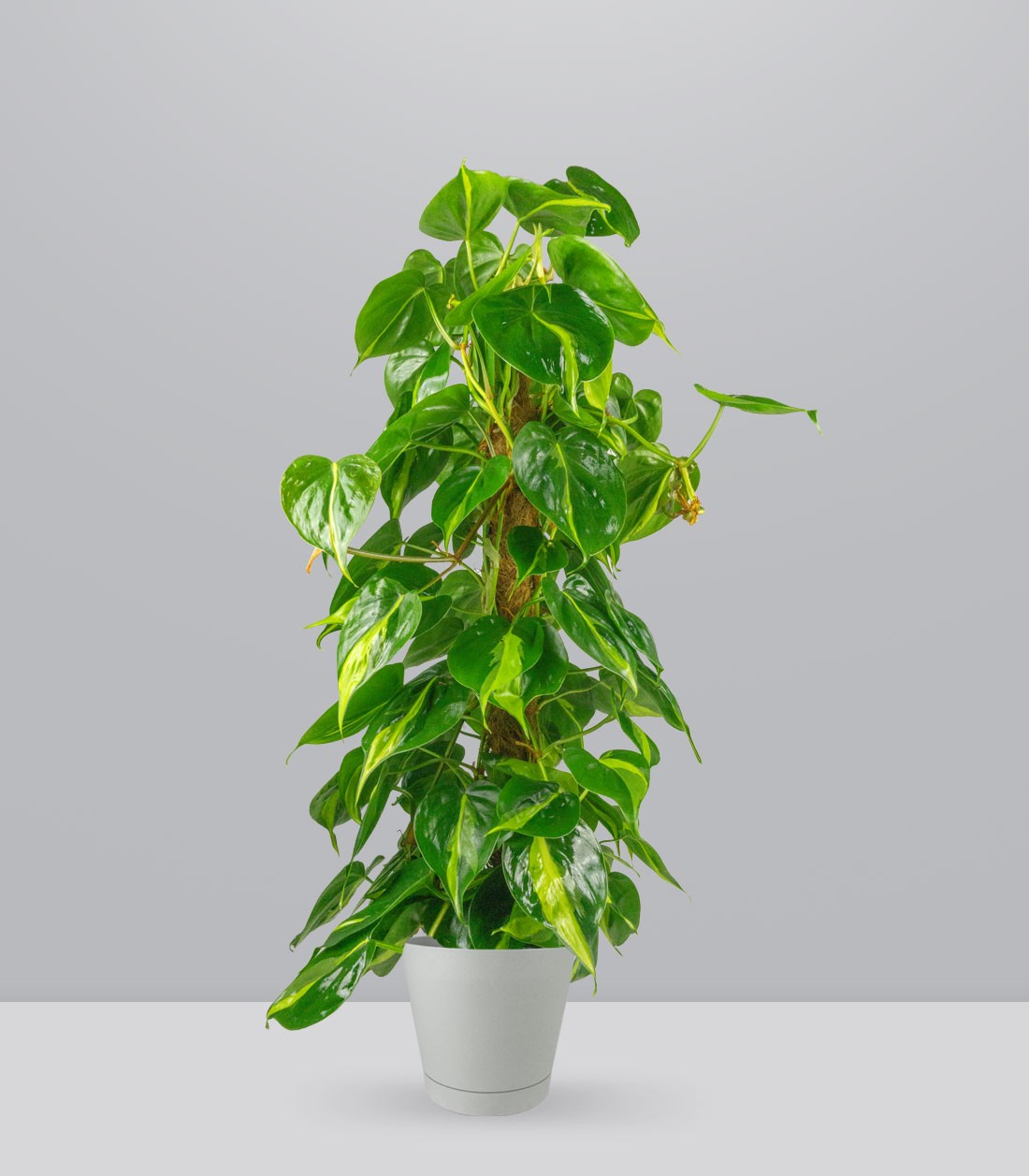 Filodendro Scandens Brazil | 90 cm