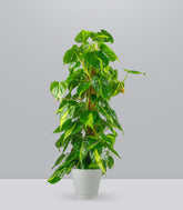 Filodendro Scandens Brazil | 90 cm