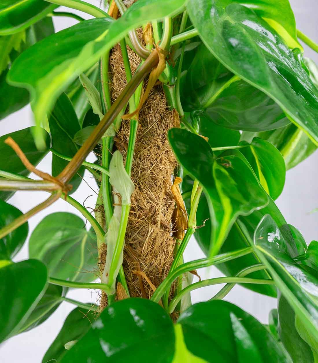 Filodendro Scandens Brazil | 90 cm
