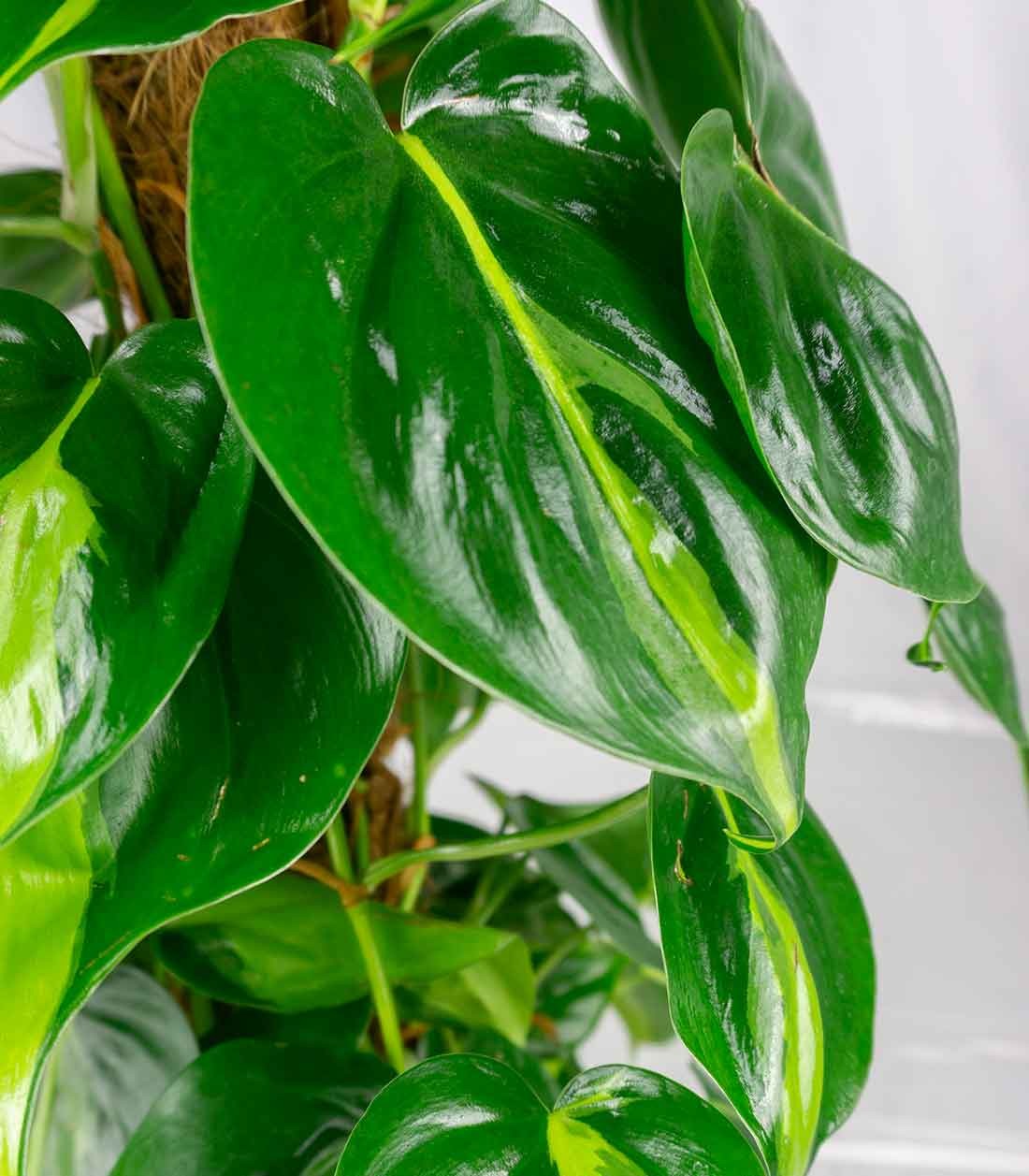 Filodendro Scandens Brazil | 90 cm