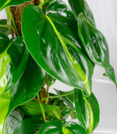 Filodendro Scandens Brazil | 90 cm