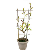 Glicine Okayama Fuji in Vaso Ø22 H70 cm
