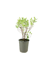 Corniolo Cornus alba Elegantissima – Vaso Ø18 H55 cm