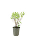 Corniolo Cornus alba Elegantissima – Vaso Ø18 H55 cm