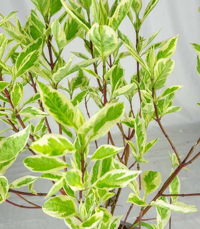 Corniolo Cornus alba Elegantissima – Vaso Ø18 H55 cm
