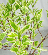 Corniolo Cornus alba Elegantissima – Vaso Ø18 H55 cm