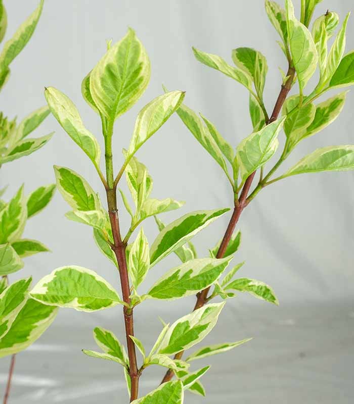 Corniolo Cornus alba Elegantissima – Vaso Ø18 H55 cm