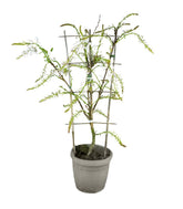 Glicine Prolific in Vaso Ø22 H70 cm – Bianco o Viola