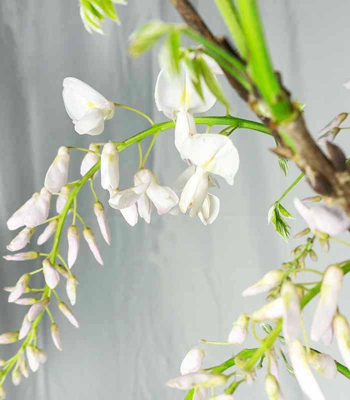 Glicine Prolific in Vaso Ø22 H70 cm – Bianco o Viola
