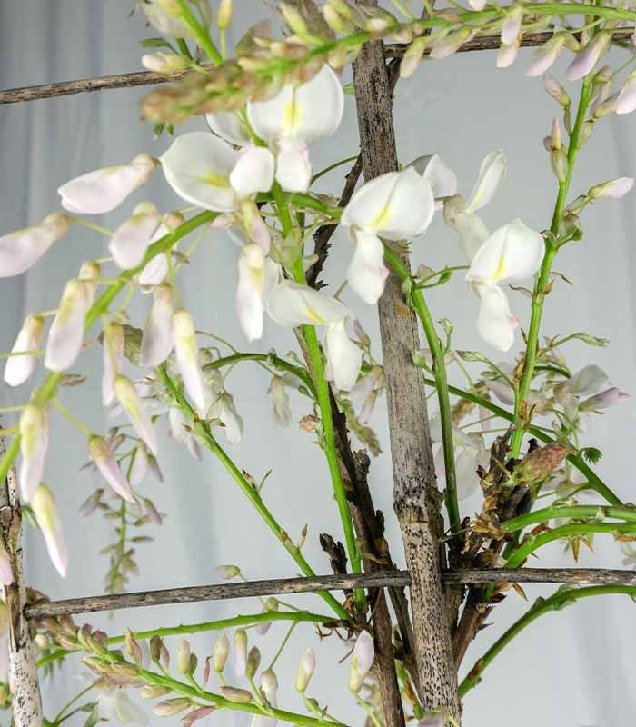 Glicine Prolific in Vaso Ø22 H70 cm – Bianco o Viola