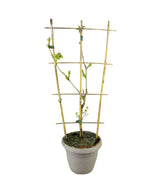 Glicine Prolific in Vaso Ø22 H70 cm – Bianco o Viola