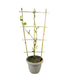 Glicine Prolific in Vaso Ø22 H70 cm – Bianco o Viola