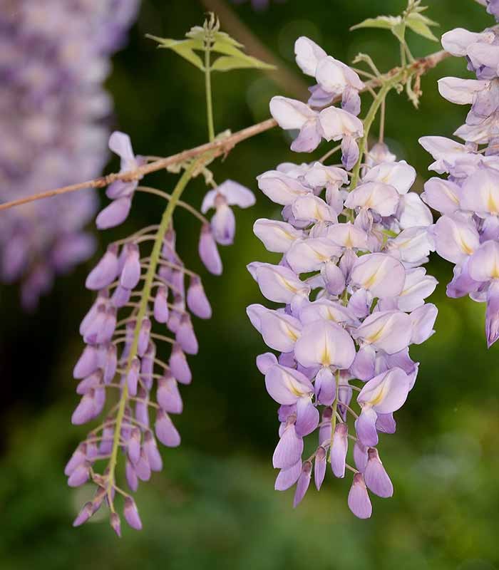 Glicine Prolific in Vaso Ø22 H70 cm – Bianco o Viola