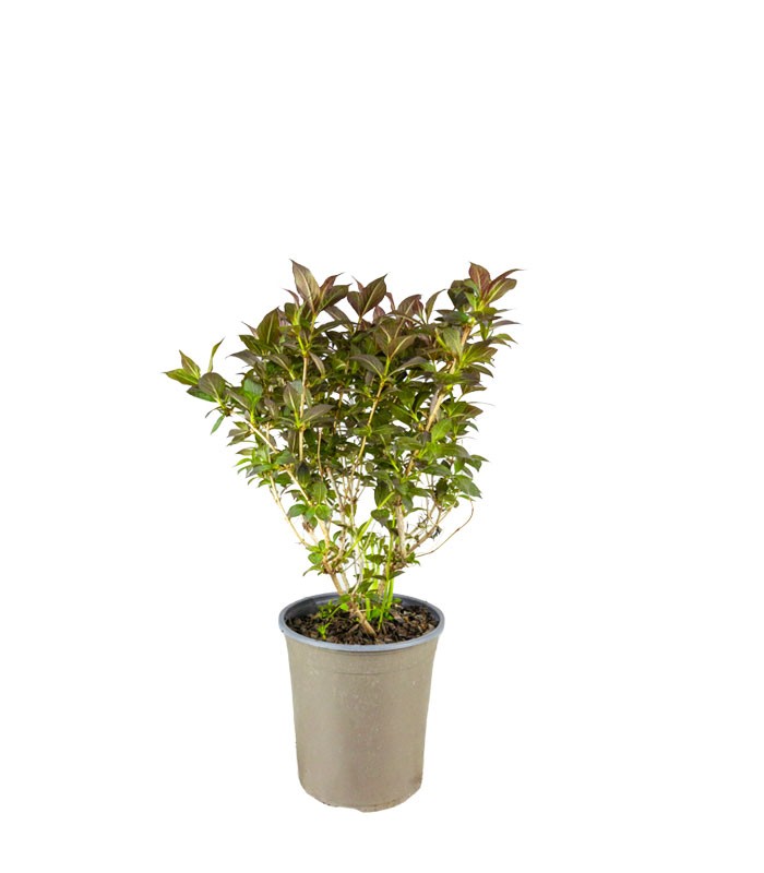 Weigelia Nana Purpurea in Vaso Ø18 – H50 cm