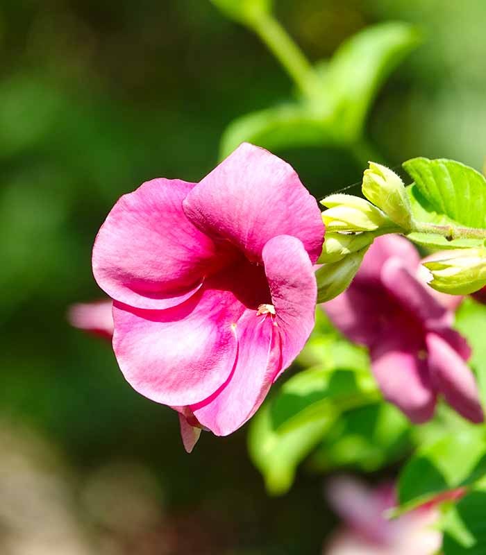 Weigelia Nana Purpurea in Vaso Ø18 – H50 cm