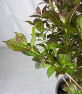 Weigelia Nana Purpurea in Vaso Ø18 – H50 cm