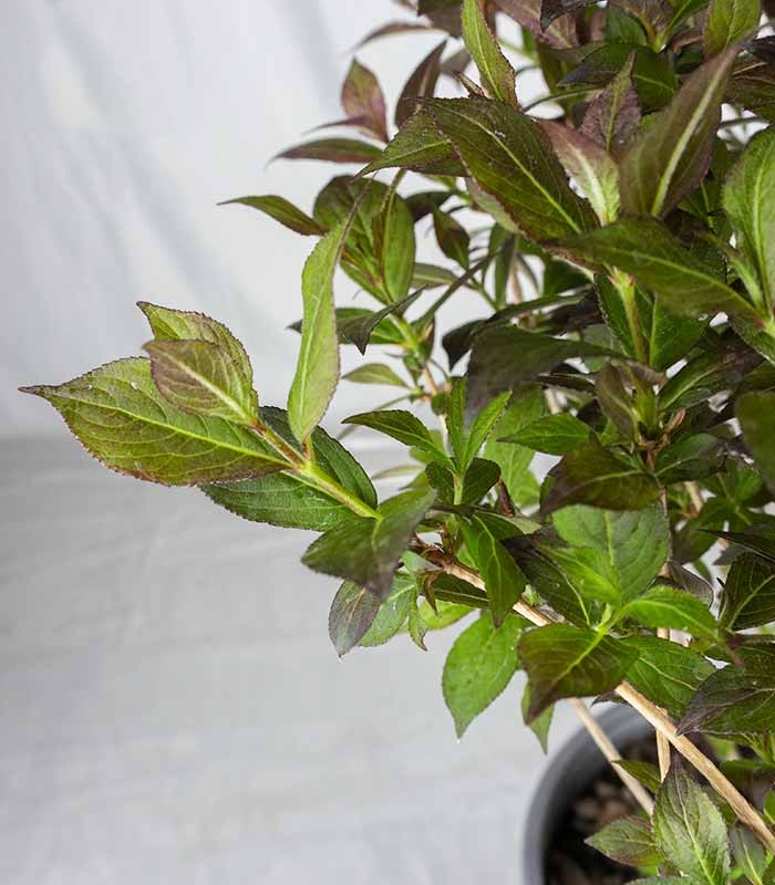 Weigelia Nana Purpurea in Vaso Ø18 – H50 cm