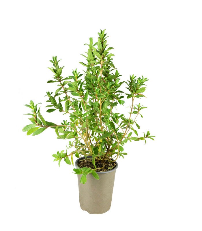 Cistus ‘Sunset’ in Vaso Ø18 – H70 cm