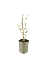 Magnolia stellata in Vaso Ø18 cm – H60 cm