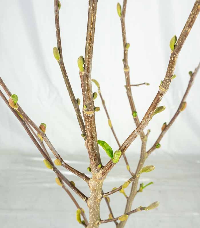Magnolia stellata in Vaso Ø18 cm – H60 cm