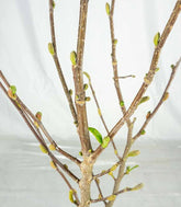Magnolia stellata in Vaso Ø18 cm – H60 cm