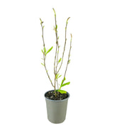 Magnolia soulangeana in Vaso Ø18 cm – H60 cm