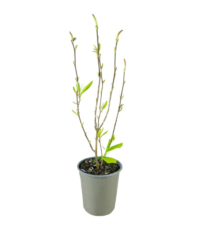 Magnolia soulangeana in Vaso Ø18 cm – H60 cm
