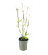 Magnolia soulangeana in Vaso Ø18 cm – H60 cm