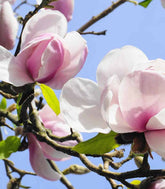 Magnolia soulangeana in Vaso Ø18 cm – H60 cm