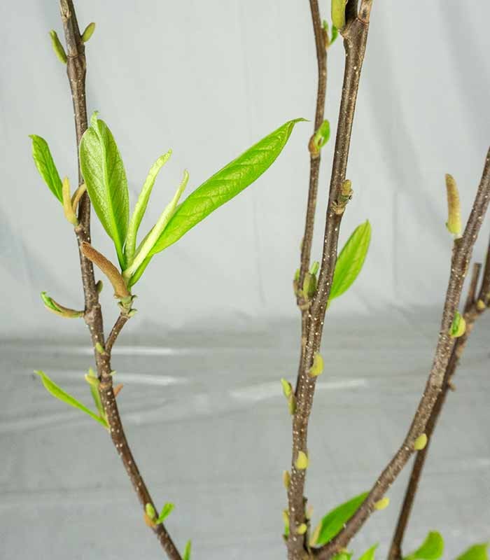Magnolia soulangeana in Vaso Ø18 cm – H60 cm