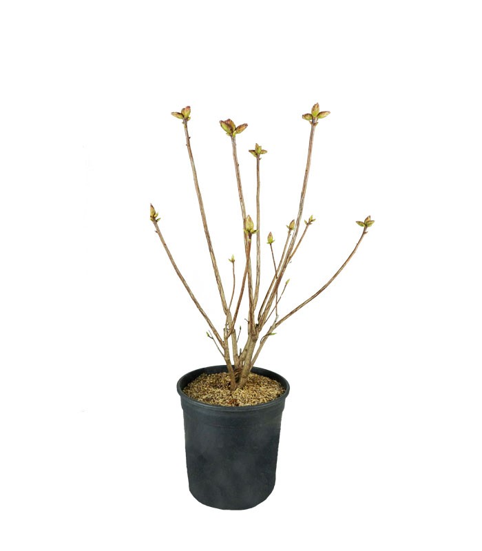 Azalea mollis in Vaso Ø18 H60 cm – Arancio, Giallo o Bianco