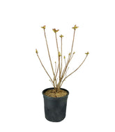Azalea mollis in Vaso Ø18 H60 cm – Arancio, Giallo o Bianco