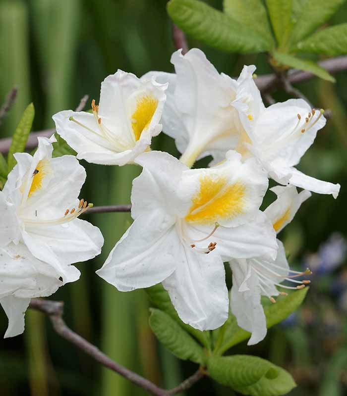 Azalea mollis in Vaso Ø18 H60 cm – Arancio, Giallo o Bianco