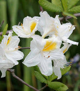 Azalea mollis in Vaso Ø18 H60 cm – Arancio, Giallo o Bianco
