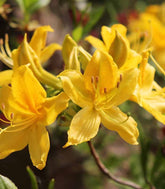 Azalea mollis in Vaso Ø18 H60 cm – Arancio, Giallo o Bianco