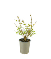 Lagerstroemia indica Acoma – Vaso Ø18 H50 cm – 3 Colori