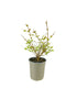 Lagerstroemia indica Acoma – Vaso Ø18 H50 cm – 3 Colori