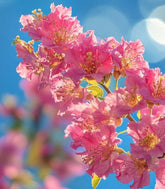 Lagerstroemia indica Acoma – Vaso Ø18 H50 cm – 3 Colori
