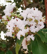 Lagerstroemia indica Acoma – Vaso Ø18 H50 cm – 3 Colori
