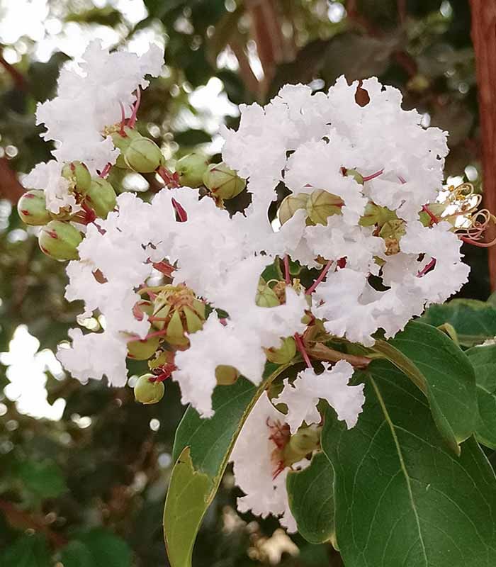 Lagerstroemia indica Acoma – Vaso Ø18 H50 cm – 3 Colori
