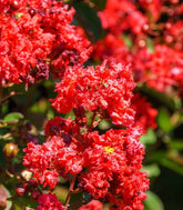 Lagerstroemia indica Acoma – Vaso Ø18 H50 cm – 3 Colori