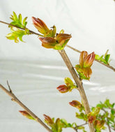 Lagerstroemia indica Acoma – Vaso Ø18 H50 cm – 3 Colori