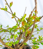 Lagerstroemia indica Acoma – Vaso Ø18 H50 cm – 3 Colori