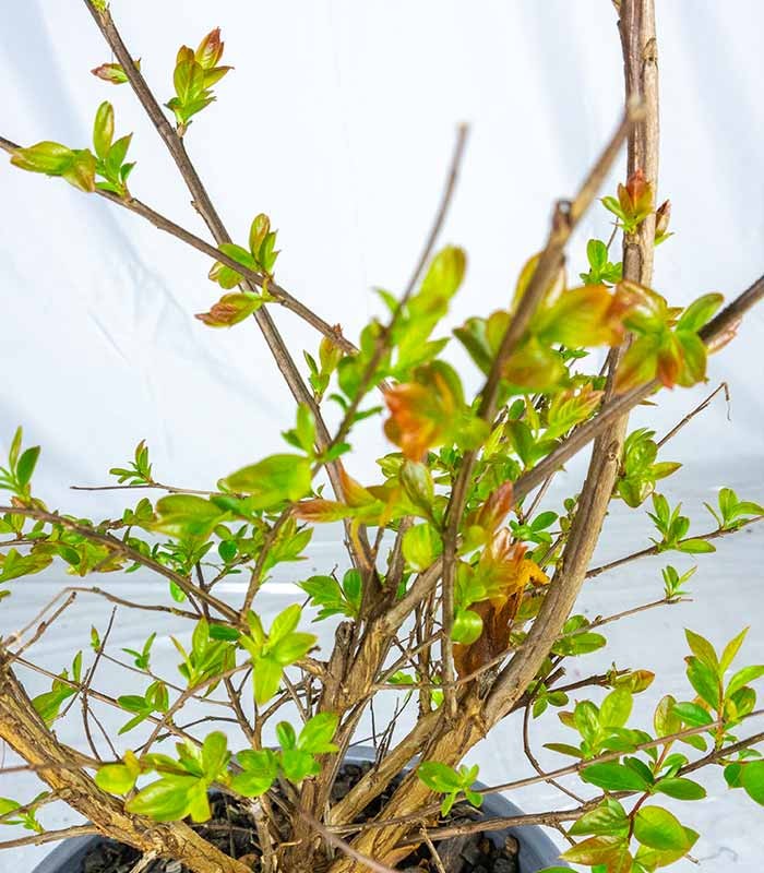 Lagerstroemia indica Acoma – Vaso Ø18 H50 cm – 3 Colori