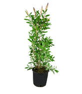 Callistemon laevis in Vaso Ø20 – H80 cm