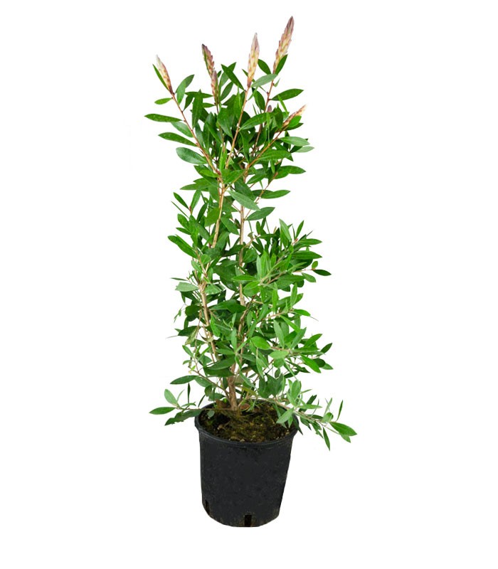 Callistemon laevis in Vaso Ø20 – H80 cm