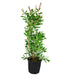Callistemon laevis in Vaso Ø20 – H80 cm