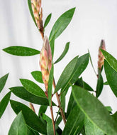 Callistemon laevis in Vaso Ø20 – H80 cm