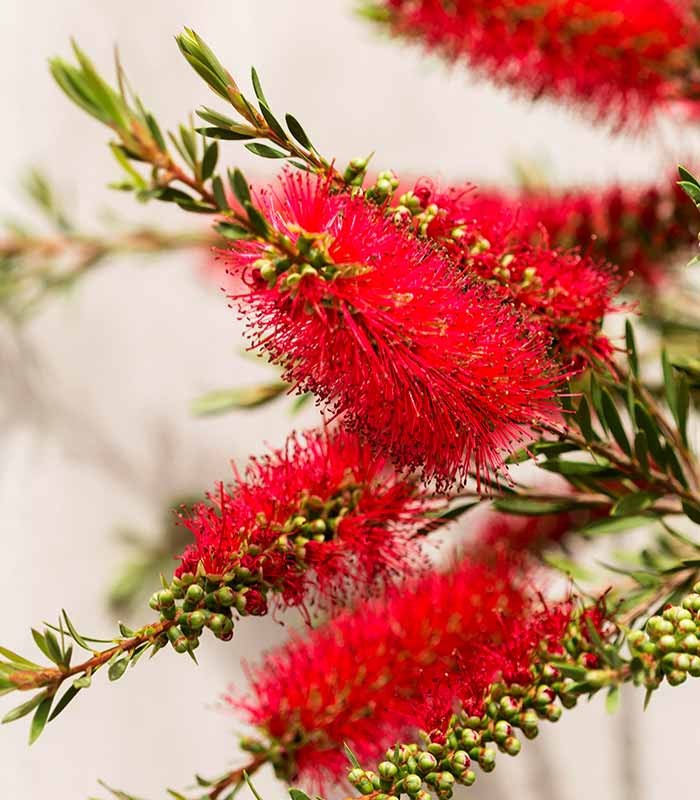 Callistemon laevis in Vaso Ø20 – H80 cm